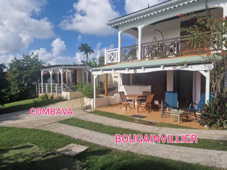 Bougainvillier - Combava