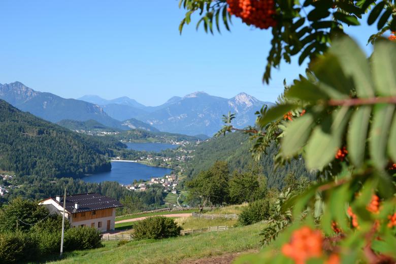 Nest Family, Bedollo Ospitar